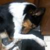 Rocco se desmachió! Jaja